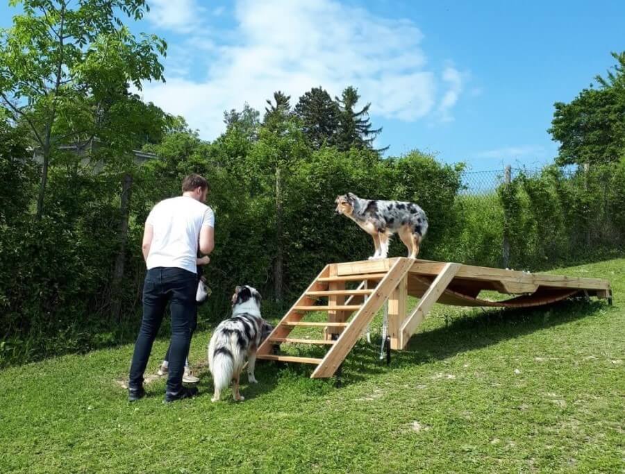 Hunde Geburtstagsparty. Mann mit zwei Hunden üben auf einem Holztrainingsgerät.