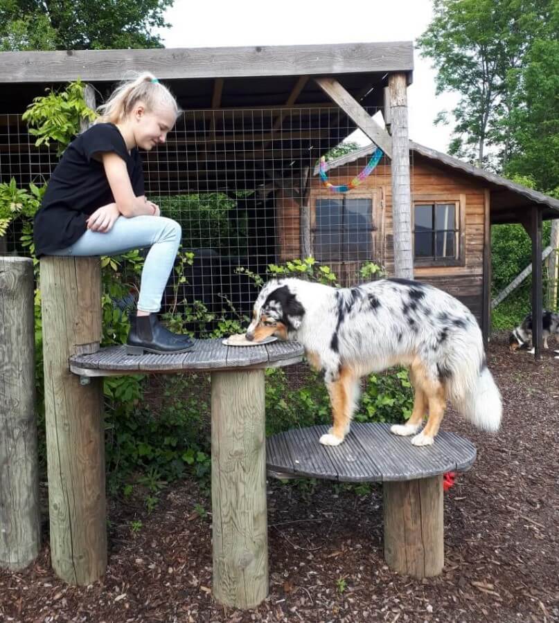 Hunde Geburtstagsparty. Mädchen sitzt auf Holzstamm, Hund steht vor ihr und frisst seine Geburtstagstorte.