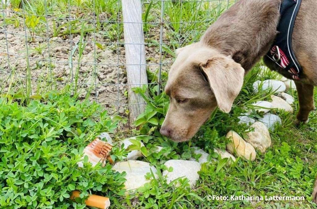 Anti-Giftkoeder-Training Hund. Hund schnüffelt an ausgelegten Ködern auf Abstand