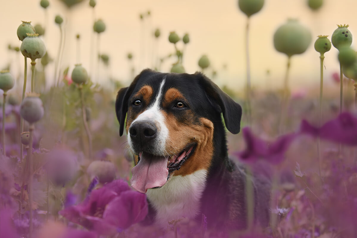 Fotoshooting Hund. Großaufnahme vom schwarz-braun-weisse Hundekopf. Steht mitten in einer Blumenwiese.