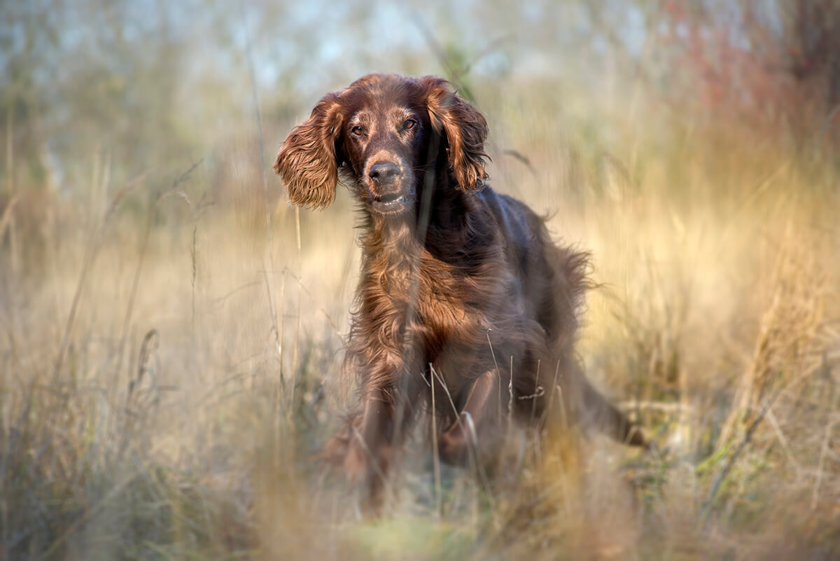 Fotoshooting Hund. Brauner Setter läuft durchs hohe Gras auf die Kamera zu.