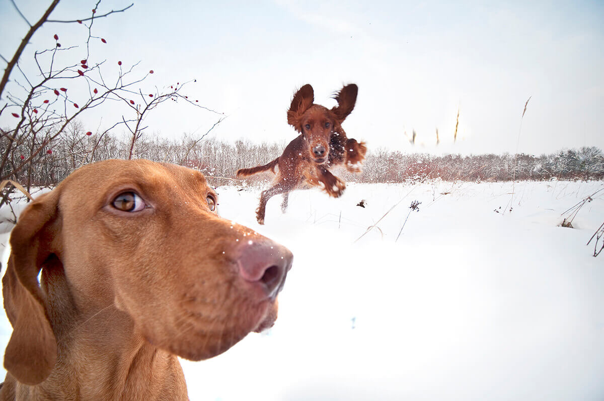 Fotoshooting Hunde. Winterfoto mit zwei braunen Hunden. Der Hund im Hintergrund springt gerade durch die Luft.