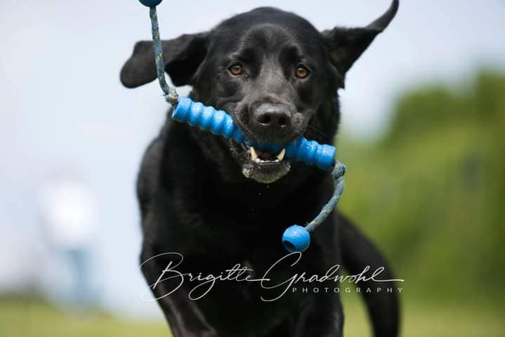 Fotoshooting Hund. Schwarzer Labrador mit blauem Spielzeug im Fang läuft mit fliegenden Ohren auf die Kamera zu.