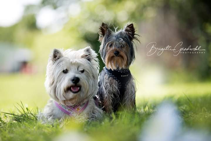 Fotoshooting Hunde. Zwei Terrier sitzen in der Wiese hintereinander und sehen in die Kamera.