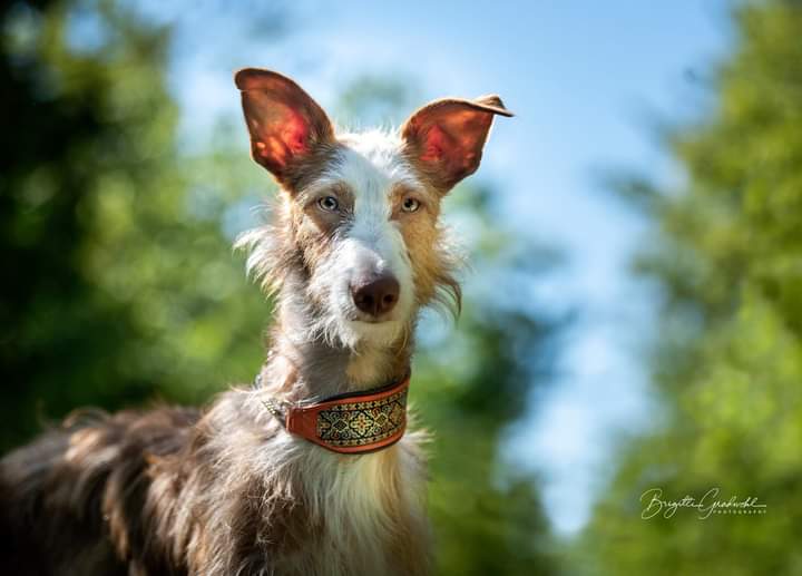 Fotoshooting Hund. Braun-weisser Windhund in Großaufnahme. Sieht in die Kamera.