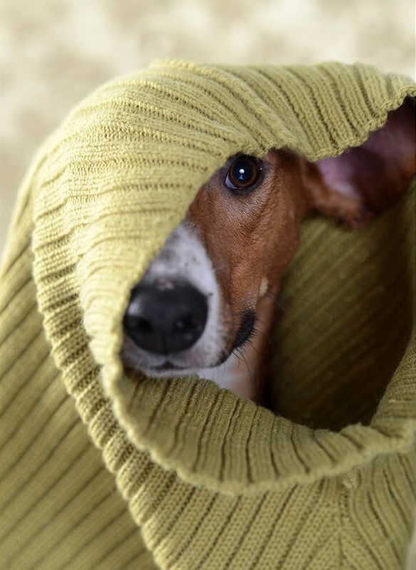 Hund Fotoshooting. Hundekopf ist teilweise verdeckt, weil er durch einen Pullover durchsieht.