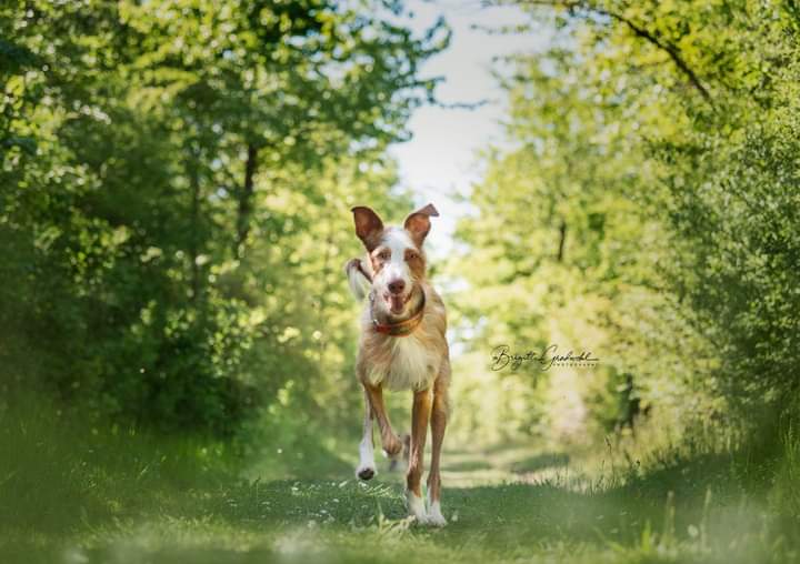 Heller rauhaariger Windhund läuft auf einem grünen Waldweg direkt auf die Kamera zu.