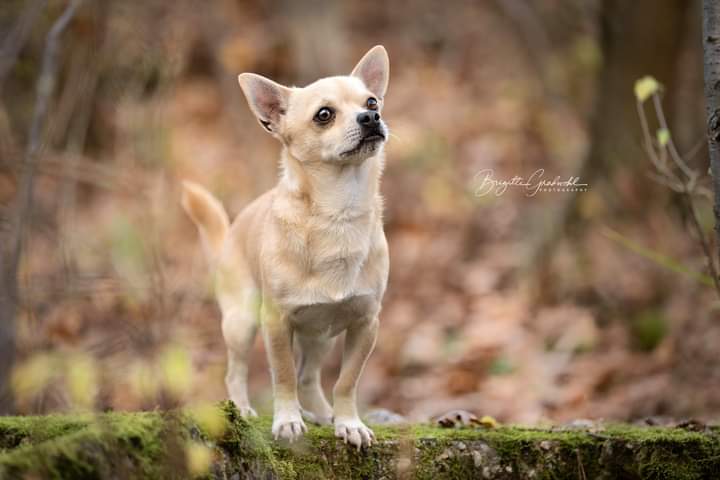 Hund Fotoshooting. Heller Chihuahua steht auf einer moosbewachsenen Mauer.