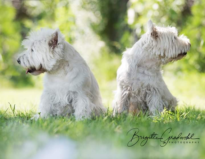 Hund Fotoshooting. Zwei weisse Terrier sitzen in der Wiese. Beide sehen entgegengesetzt auf die Seite.