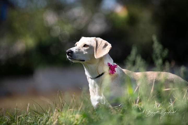 Hund Fotoshooting. Blonder Hund mit einer rosa Blume am Halsband steht seitlich in einer Wiese.