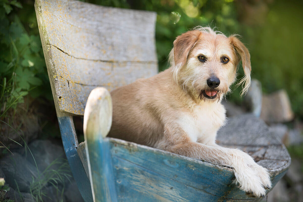 Hunde Fotoshooting. hellbrauner Hund liegt auf eine Holzbank und sieht in die Kamera