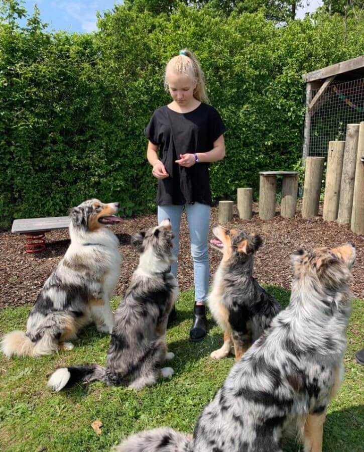 Hunde Geburtstagsparty. Blondes Mädchen steht. 4 sitzende Hunde um sie herum