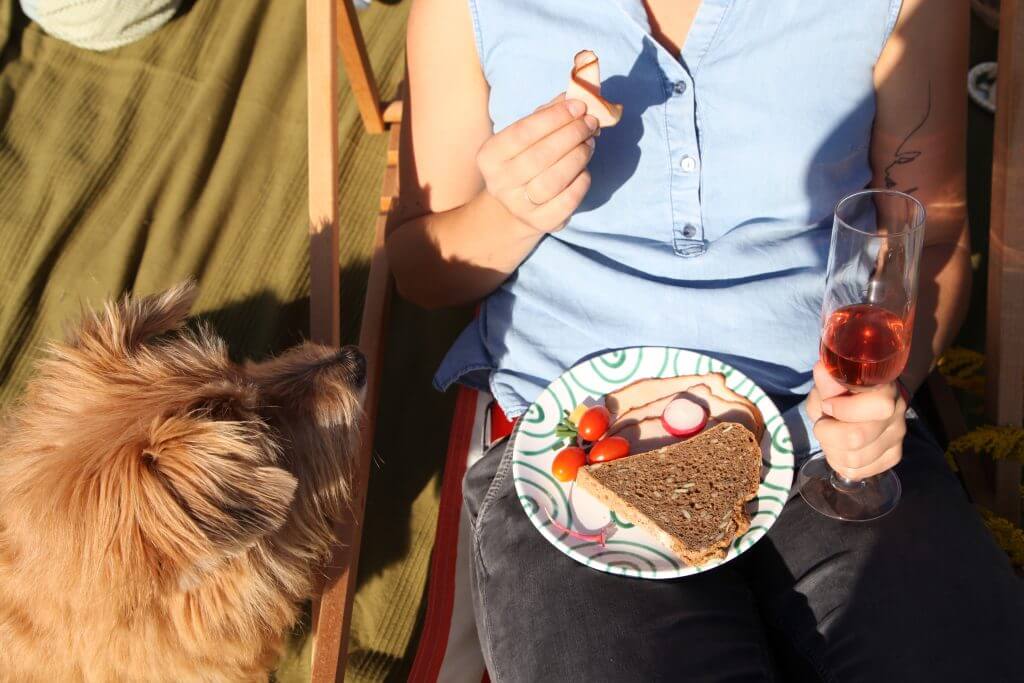 Hund mit Frau liegen auf der Picknickdecke und genießen das Essen.