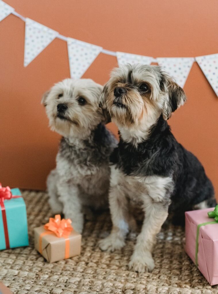 Hunde Geburtstagsparty. Zwei kleinere Hunde sitzen mit 3 Geschenkspaketen.