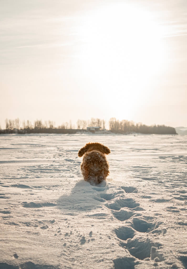Hundezone mieten im Winter - Winterzauber. Hund Schnee Hundezone mieten im Winter - Winterzauber. Hund Schnee