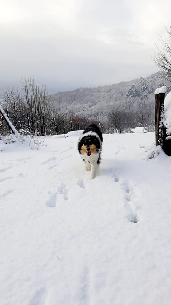Hundezone mieten im Winter - Winterzauber. Hund im Schnee. Hundezone mieten im Winter - Winterzauber. Hund im Schnee.