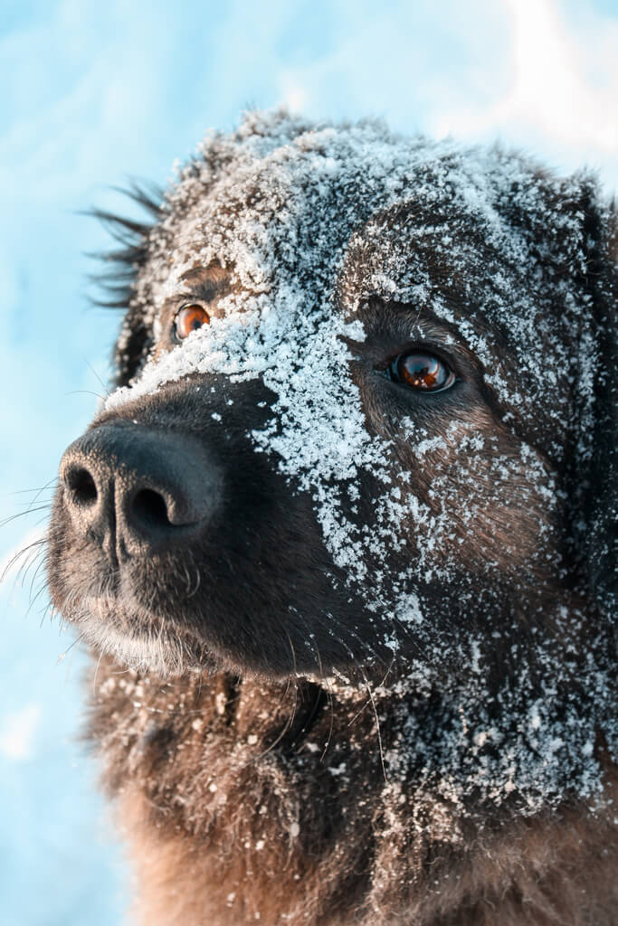 Hundezone mieten im Winter. Hunde Winterspass Hundezone mieten im Winter. Hunde Winterspass