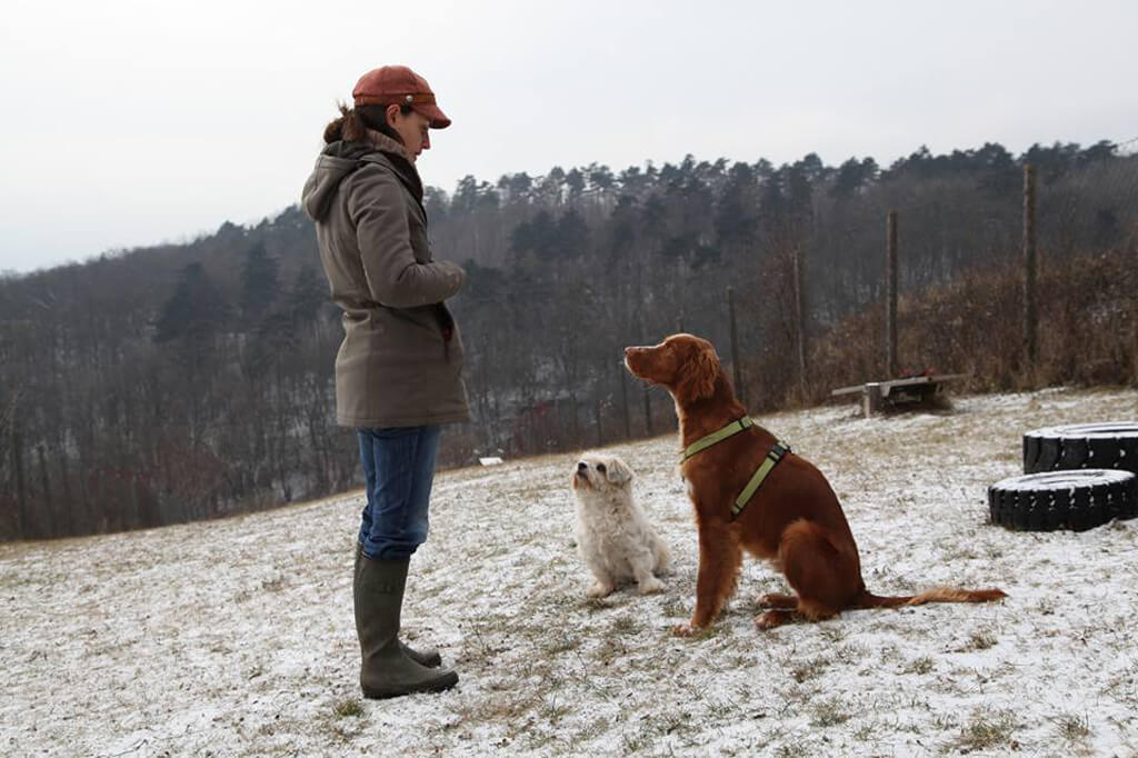 Hundezone mieten im Winter - Winterzauber. Hundetraining Winter. Hundetrainerin mit zwei Hunden im Training. Hundezone mieten im Winter - Winterzauber. Hundetraining Winter. Hundetrainerin mit zwei Hunden im Training.