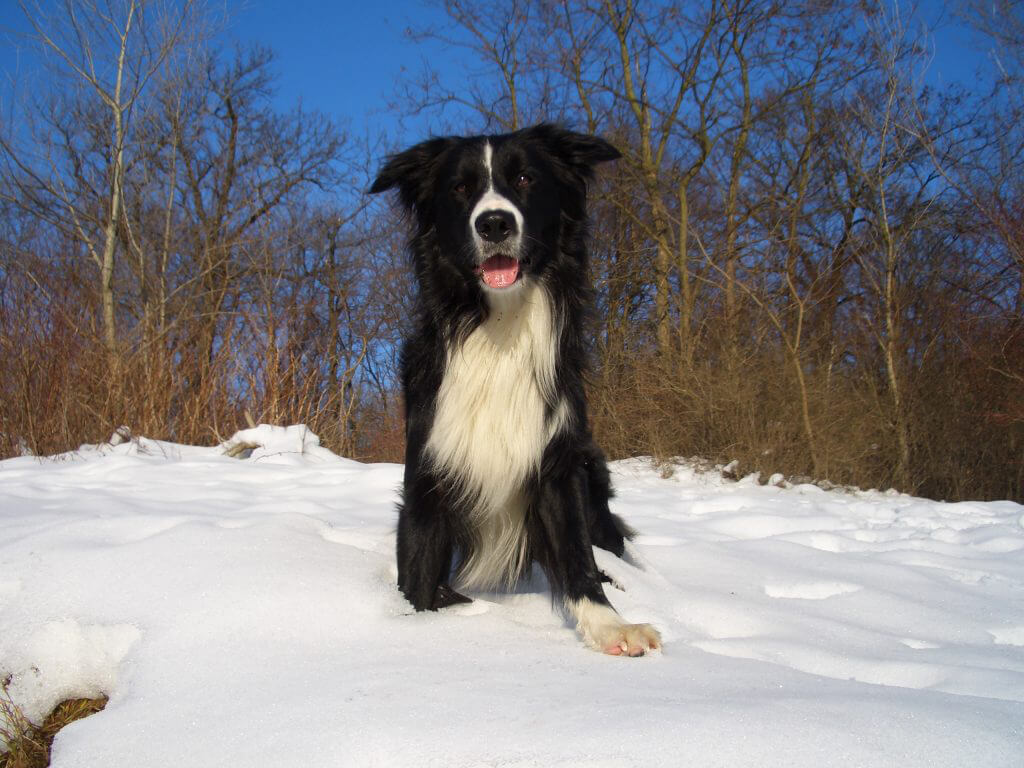 Hundezone mieten im Winter - Winterzauber. Personal Dog Zone Winter Hundezone mieten im Winter - Winterzauber. Personal Dog Zone Winter. Hund im Schnee