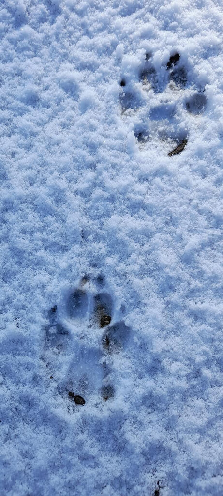 Hundezone mieten im Winter - Winterzauber. Pfotenabdruck Schnee Hund Hundezone mieten im Winter - Winterzauber. Pfotenabdruck im Schnee Hund